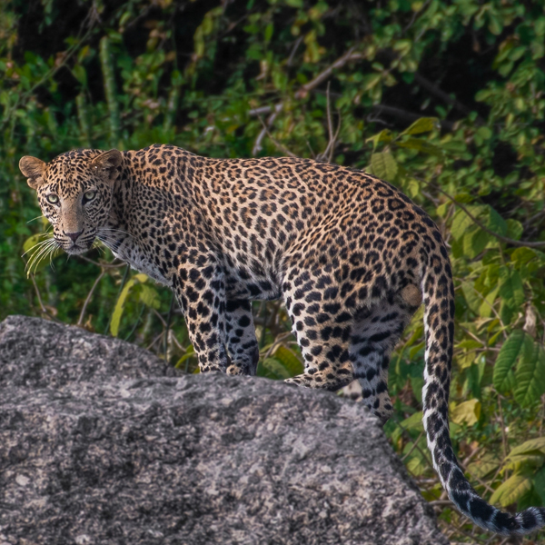 Evening-safari-jawai