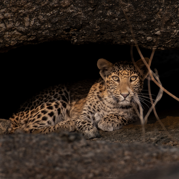 Morning-Afternoon-Safari-Jawai