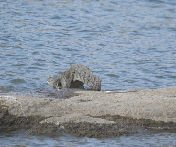 mvgroupjawai_Crocodile-Sighting